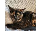 Adopt HoneyBella a Domestic Short Hair