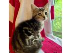 Adopt Rubella a Domestic Short Hair