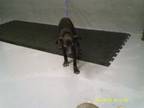 Adopt Historia a Weimaraner