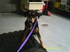 Adopt Indie a Rottweiler, American Staffordshire Terrier