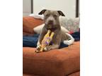 Adopt Miss Nova a Pit Bull Terrier