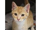Adopt Titan a Domestic Short Hair