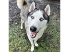 Adopt DAZS a Siberian Husky