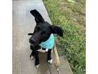 Adopt Cocoa a Terrier