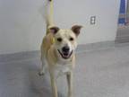 Adopt A171743 a Carolina Dog, Labrador Retriever