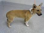 Adopt A171692 a Cardigan Welsh Corgi, Mixed Breed