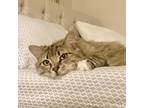 Adopt Bradley a Domestic Short Hair, Cymric