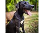 Adopt Asteroid a Chocolate Labrador Retriever