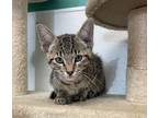 Adopt Kit-Kat a Domestic Short Hair