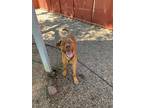 Adopt BIG RED a Doberman Pinscher, Mixed Breed