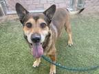 Adopt HARRY a German Shorthaired Pointer