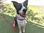 Adopt MOZZI a Australian Cattle Dog / Blue Heeler, Mixed Breed