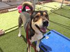 Adopt BAMBINO a German Shepherd Dog, Akita