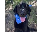 Adopt Coal a Black Labrador Retriever