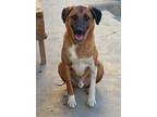 Adopt Toork (KSAR) a Australian Shepherd, Afghan Hound