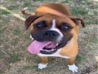 Adopt Dog a Boxer