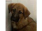 Adopt MAHOGANY a German Shepherd Dog