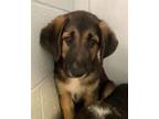 Adopt SLATE a German Shepherd Dog