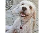 Adopt DRACO a Poodle