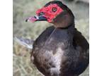 Adopt TURDUCKEN a Duck