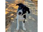 Adopt TULOK (god of the stars) a Border Collie, Anatolian Shepherd