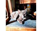 Adopt Kitten 25787 (Kert) a Domestic Short Hair
