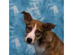 Adopt Reishi a Shepherd