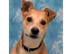 Adopt Cooper a Beagle