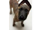 Adopt JALAPENO a Pit Bull Terrier, Dutch Shepherd