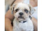Adopt Blue Eyes a Shih Tzu