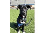 Adopt Hershey aka Bodhi a Labrador Retriever, Border Collie
