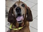 Adopt Ol' Roy a Bloodhound