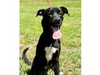 Adopt DUDE a Pit Bull Terrier, German Shepherd Dog