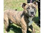 Adopt KYLE a Pit Bull Terrier