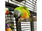 Adopt Oliver a Parrot (Other)