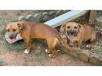 Adopt Bailey a Dachshund