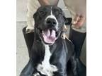 Adopt Titan a Black Labrador Retriever