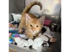 Adopt Suzuki a Domestic Short Hair