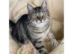 Adopt Tony a Domestic Short Hair