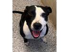 Adopt Benny 24-0019 a Pit Bull Terrier