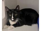 Adopt 007 a Domestic Medium Hair