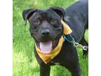 Adopt Casey a Cane Corso