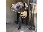 Adopt OREO a Pit Bull Terrier, Mixed Breed