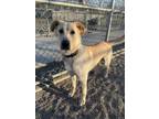 Adopt RAMBO a Labrador Retriever