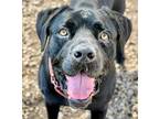 Adopt BOSS a Mastiff, Cane Corso