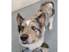 Adopt Luther a Corgi, Australian Shepherd