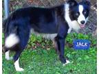 Adopt Jack Bell a Border Collie