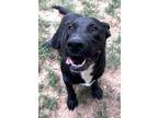 Adopt Melvin a Labrador Retriever, Shepherd