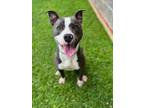 Adopt CASH a American Staffordshire Terrier