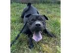 Adopt Bruno a Shar-Pei